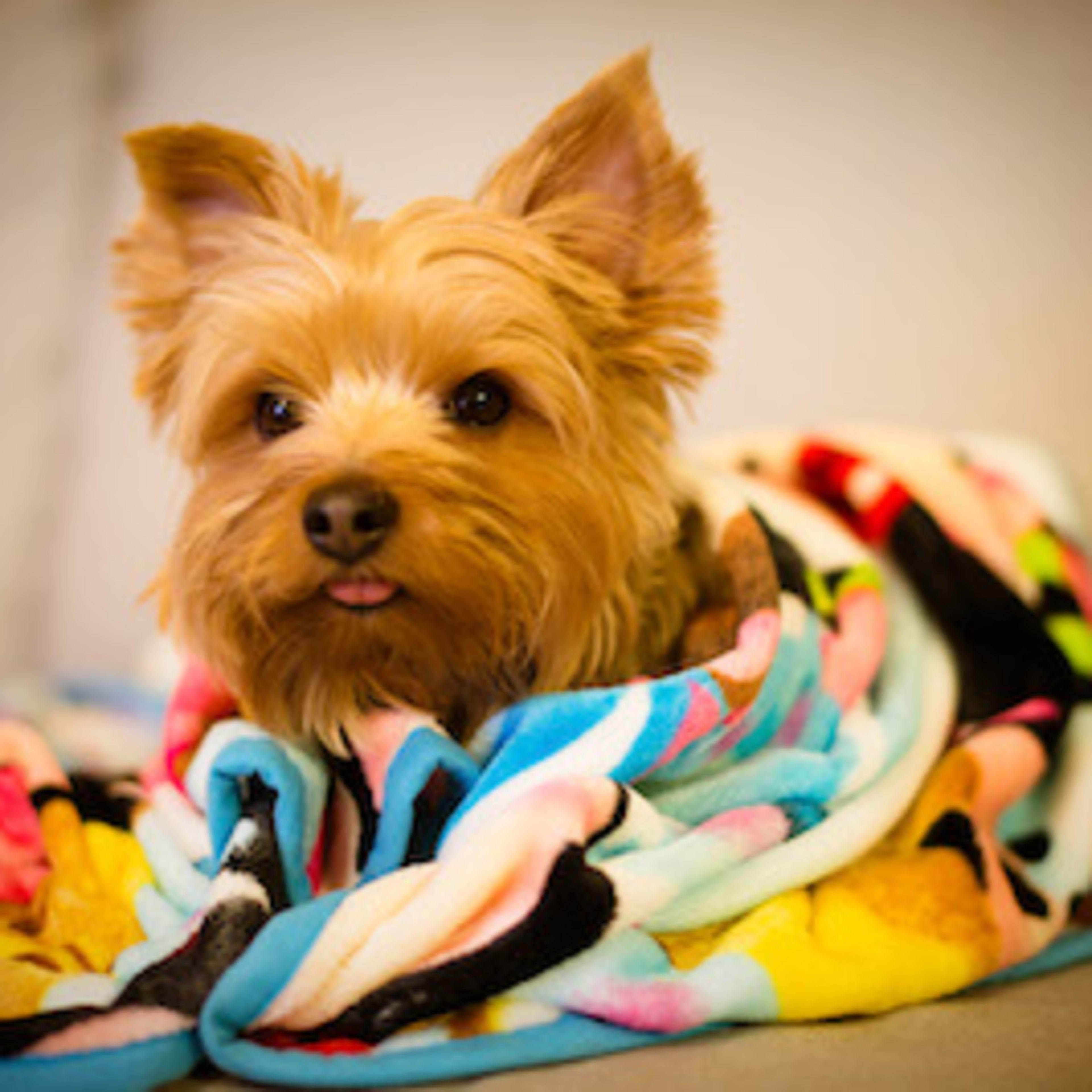 Shelter Dogs